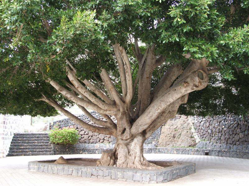 Ein Ficus in Masca