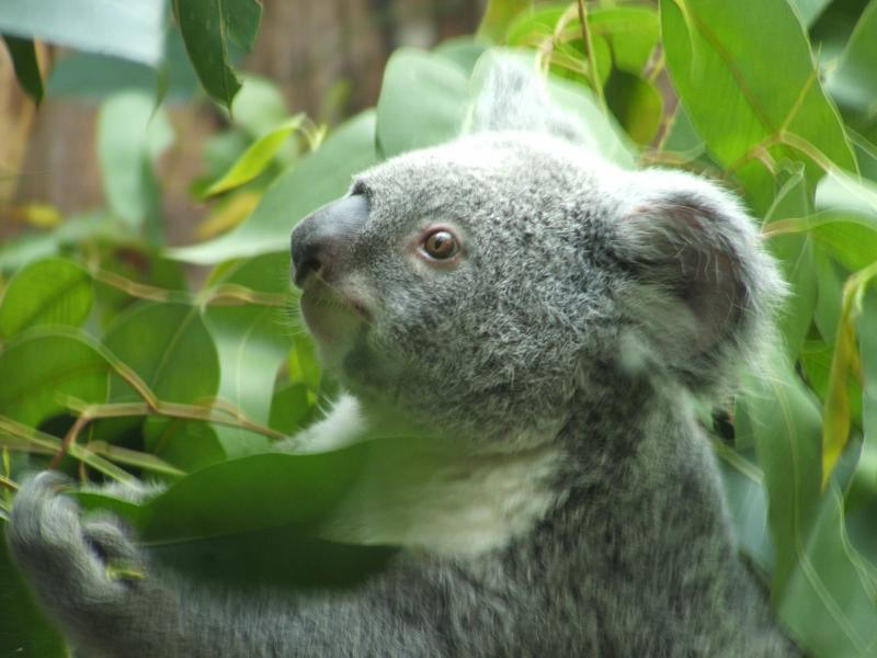 Eukalyptus Teddy