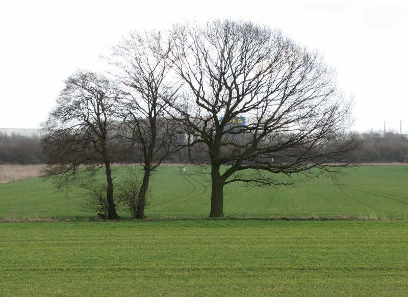 Frhlingsbaum