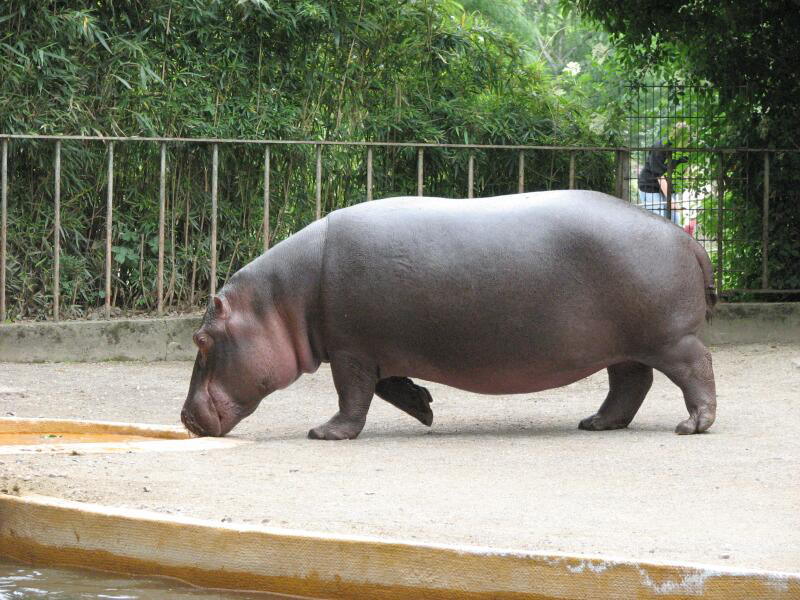 Viel Hippo