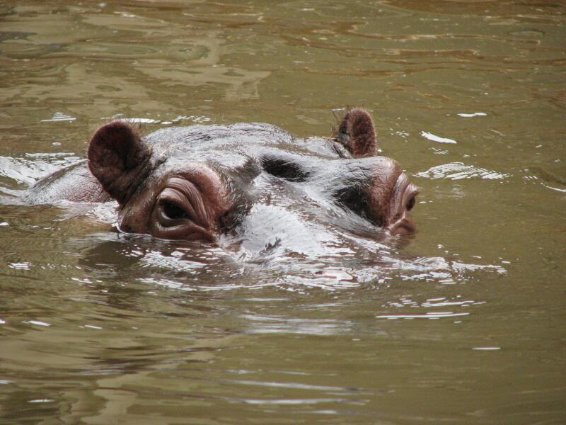 Wenig Hippo
