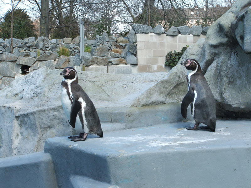 Zwei-Pinguinnen