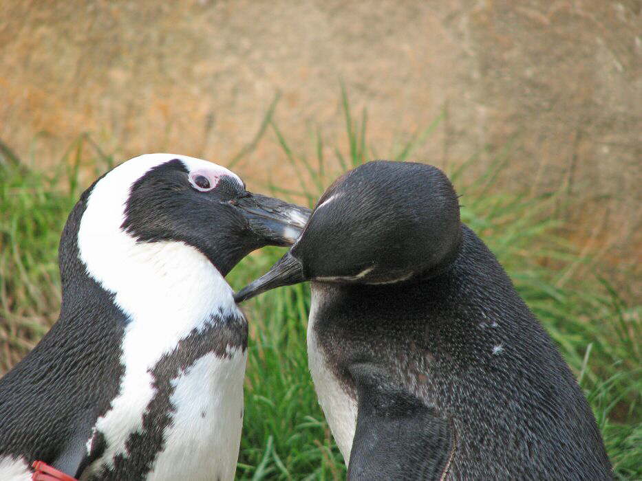 Knutschende Pinguine