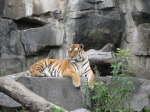 Sibirischer Tiger, Amur- oder Ussuri-Tiger (Panthera tigris altaica)